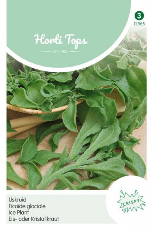 Jeges kristályvirág (Ice plant)étkezésre Ht H