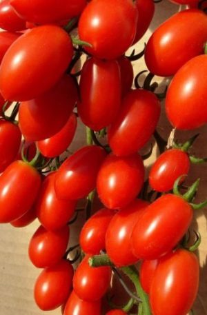 Lucinda F1 Paradicsom