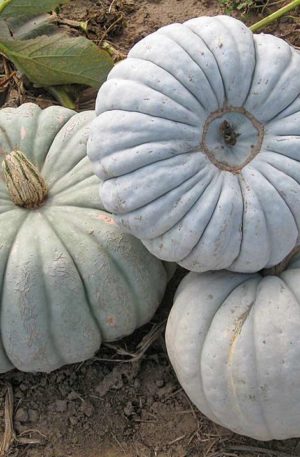 Crioula Pataka Tök B-S