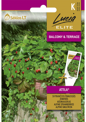 Szamoca  Attila SL ELN