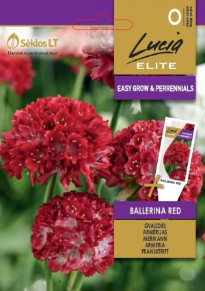 Tengerparti pázsitszegfű Ballerina Red SL ELN