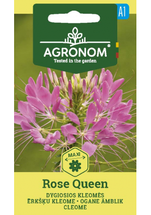 Kleopátra-tűje Rose Queen SL AGR