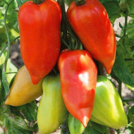 Cornabel F1 Paradicsom Vil S-P