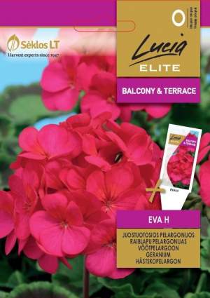 Muskátli Hibrid  Eva SL ELN