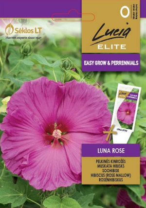 Óriás Hibiszkusz Luna Rose  SL ELN