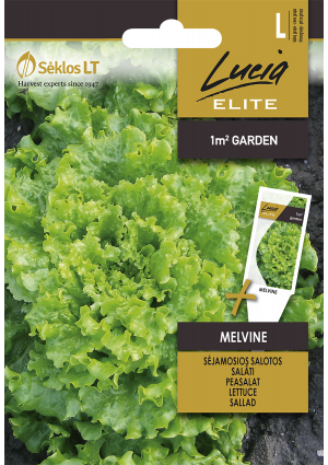 Saláta Melvine SL ELN