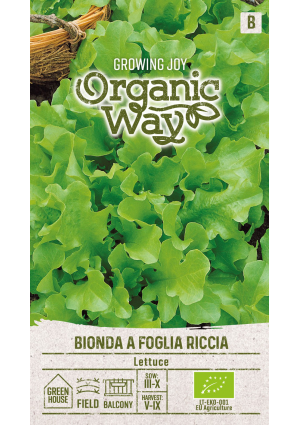 Saláta Bionda A Foglia Riccia SL OW