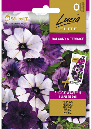 Petunia Hibrid  Purple Tie Dye SL ELN