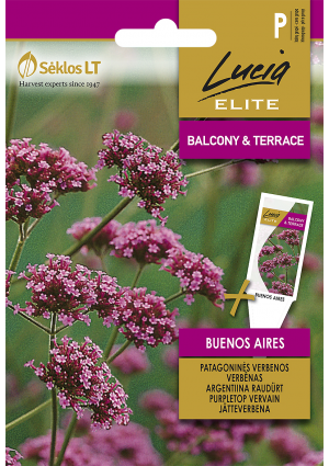 Ernyős verbéna Buenos Aires SL ELN