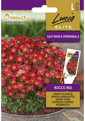 Kőtörőfű Rocco Red SL ELN