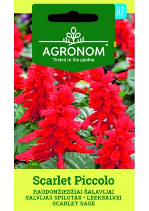 Paprikavirág Scarlet Piccolo SL AGR