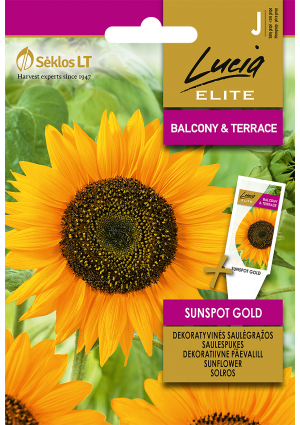 Napraforgóvirág Sunspot Gold SL ELN