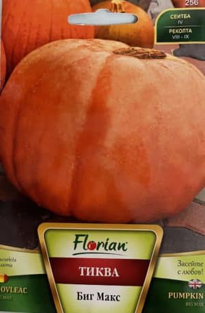 Sütőtök Big Max Florian Bg
