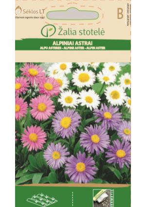 Havasi őszirózsa Alpina STER Z.S SL