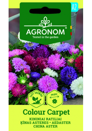 Őszirózsa Colour Carpet Mix SL AGR