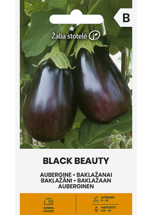 Padlizsán Black Beauty Z.S SL