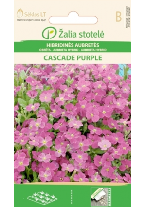 Pázsitviola (Cascade purple) Z.S SL