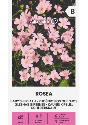 Buglyos Fátyolvirág Rosea Z.S SL