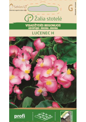 Begonia LUČENEC Hibrid Z.S SL