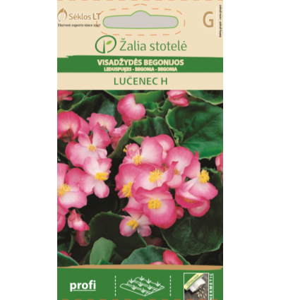 Begonia LUČENEC Hibrid Z.S SL