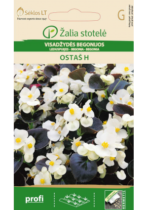 Begónia OSTAŠ Hibrid  Z.S SL