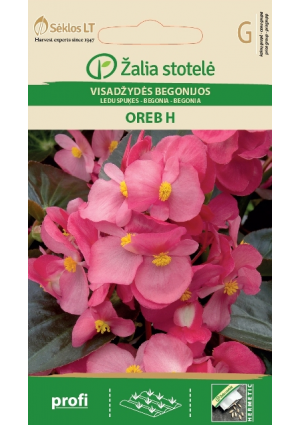 Begonia Oreb Hibrid Z.S SL