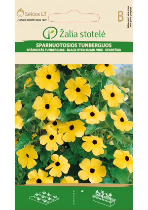 Szárnyas fekete szem Black-Eyed Susan Z.S SL