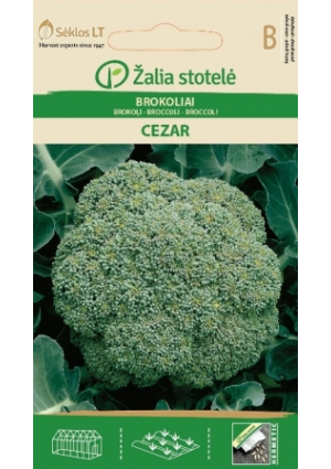 Brokkoli Cezar Z.S SL