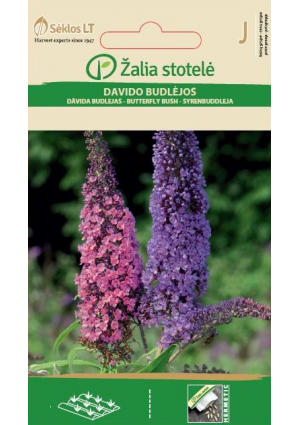 Nyári orgona Butterfly Bush Z.S SL