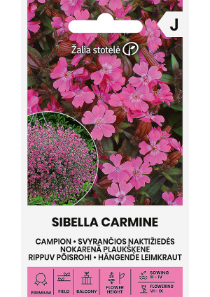 Bókoló habszegfű Sibella Carmine Z.S SL