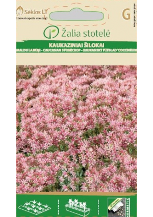 Kaukázusi Varjúháj Z.S SL