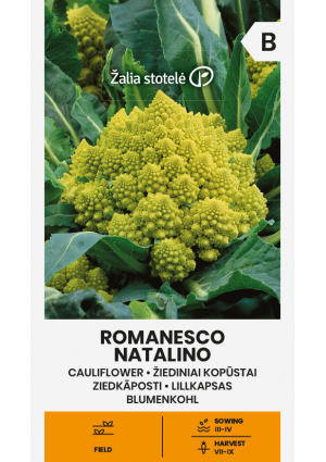 Pagodakarfiol Romanesco Natalino Z.S SL