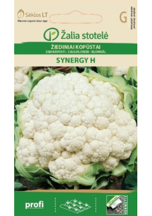 Karfiol Synergy Hibrid Z.S SL