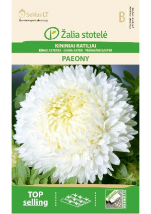 Őszirózsa Paeony Fehér Z.S SL