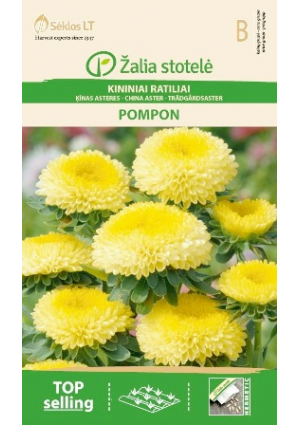 Őszirózsa Pompon Yellow Z.S SL