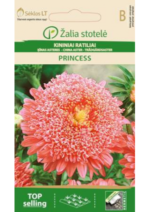 Őszirózsa Princess Rose Z.S SL
