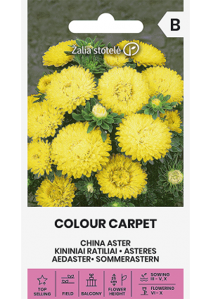 Őszirózsa  Colour Carped  Sárga Z.S SL