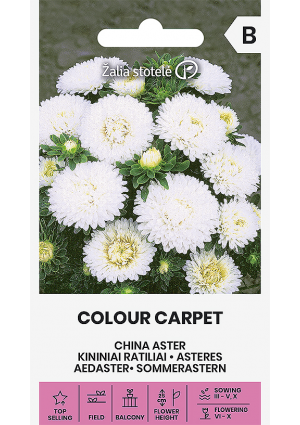 Őszirózsa  Colour Carped Fehér Z.S SL