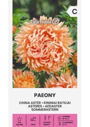 Őszirózsa Paeony Narancs Z.S SL