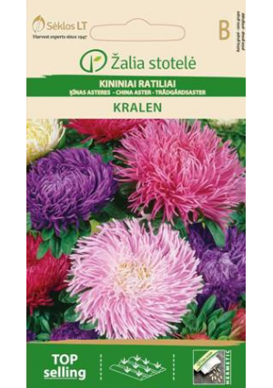 Őszirózsa Kralen Mix Z.S SL