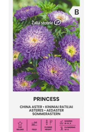 Őszirózsa Princess  Lila Z.S SL