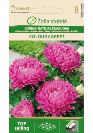 Őszirózsa Colour Carpet  Pink Z.S SL
