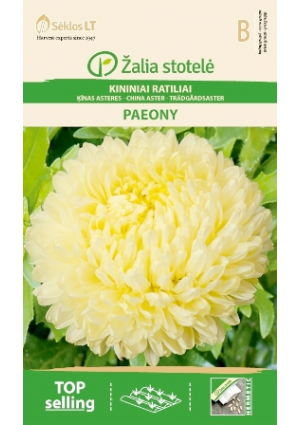 Őszirózsa Paeony  Sárga Z.S SL