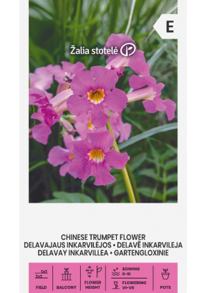 Jünanni tölcsérgyökér Chinese Trumpet Z.S SL