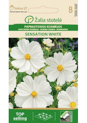 Pillangóvirág Sensation White Z.S SL