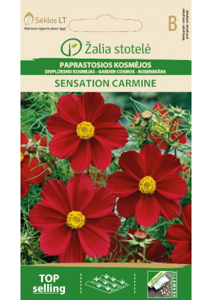 Pillangóvirág Sensation Carmine Z.S SL