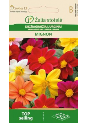 Dália Mignon Z.S SL