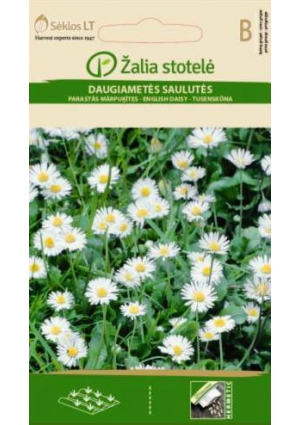 Százszorszép fehér Z.S SL