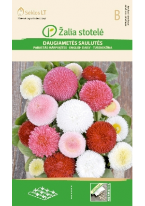 Százszorszép teltvirágú színkeverék Z.S SL