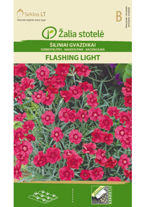 Réti szegfű FLASHING LIGHT Z.S SL